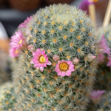 Cactus y Plantas